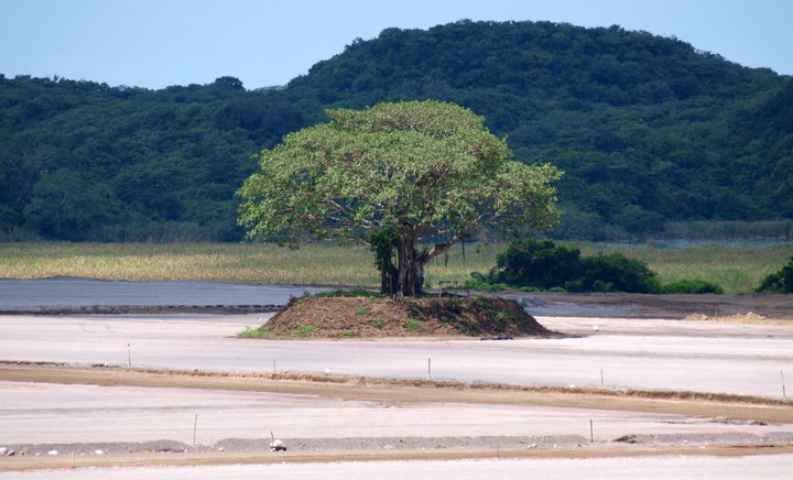 El necio_Ricardo_Luna_Aburto