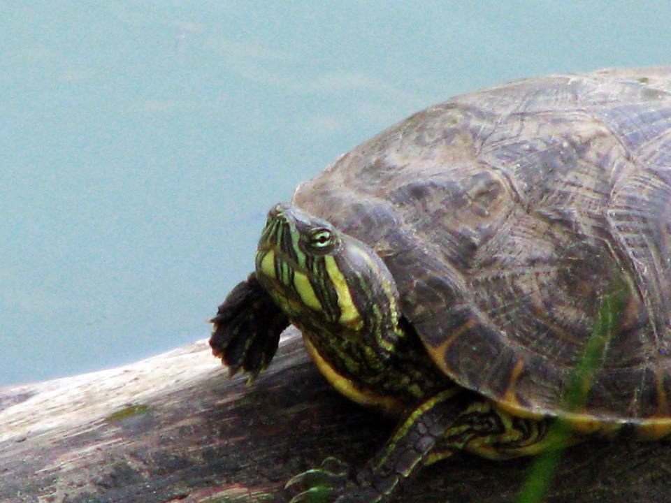 cual_es_la_prisa_Fabiola_Chavarria