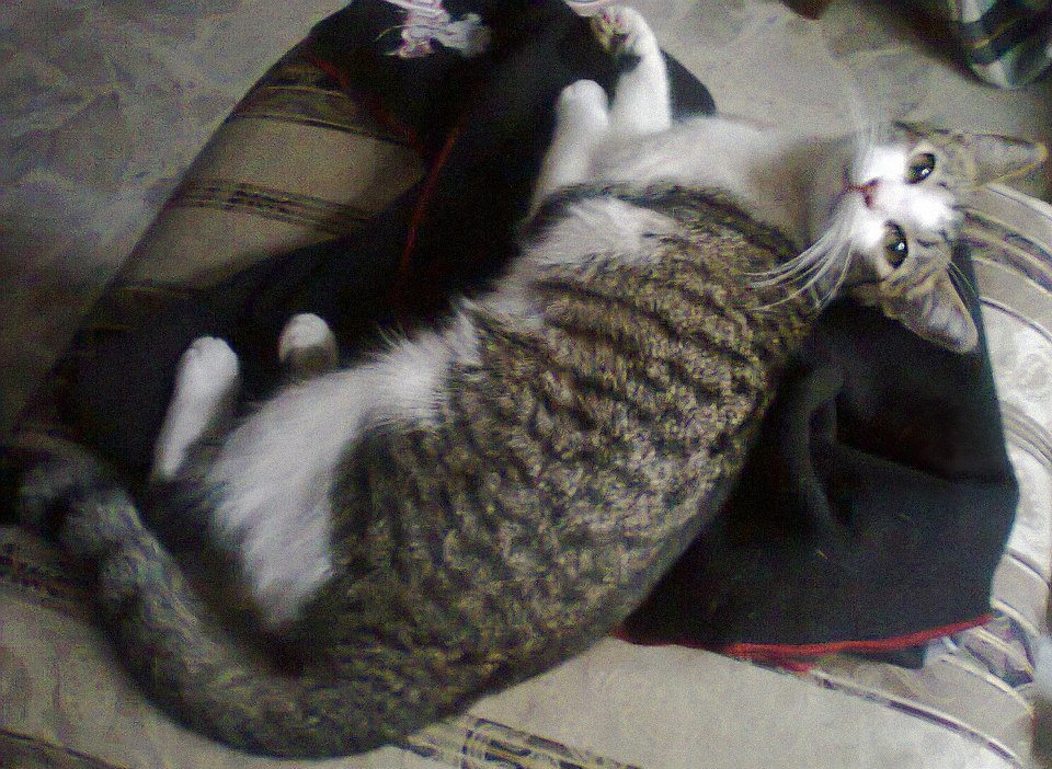 La_maja_peluda_Fabiola_Chavarria_Fuentes