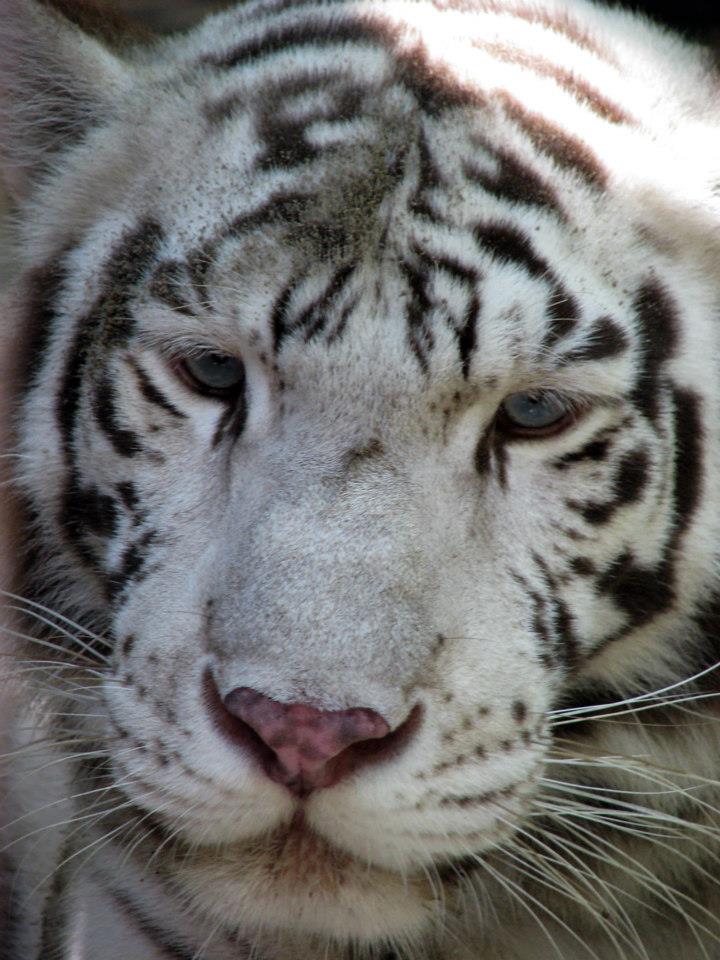 triste_tigre_Fabiola_Chavarria_fuentes