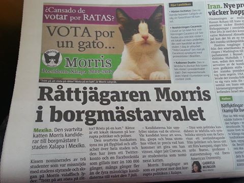gato morris en suecia