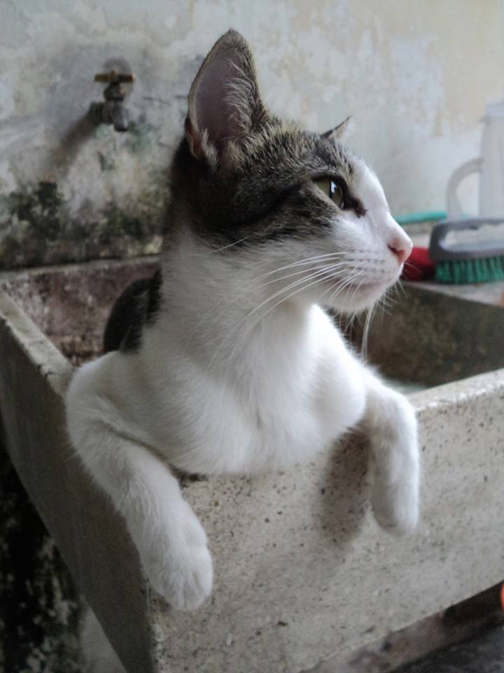 pose_felina_Fabiola_Chavarría_Fuentes