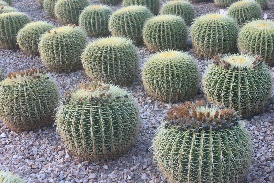 939_10151527862106776_2123532618_n(1)