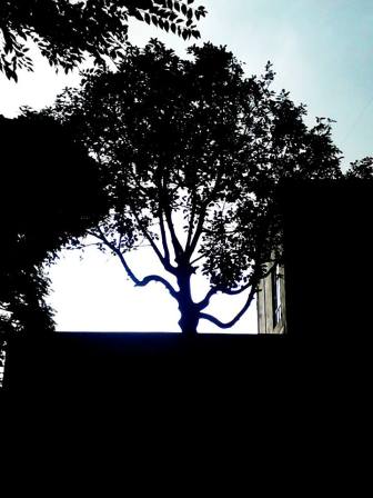 arbol_en_agosto_Ricardo_Luna_Aburto