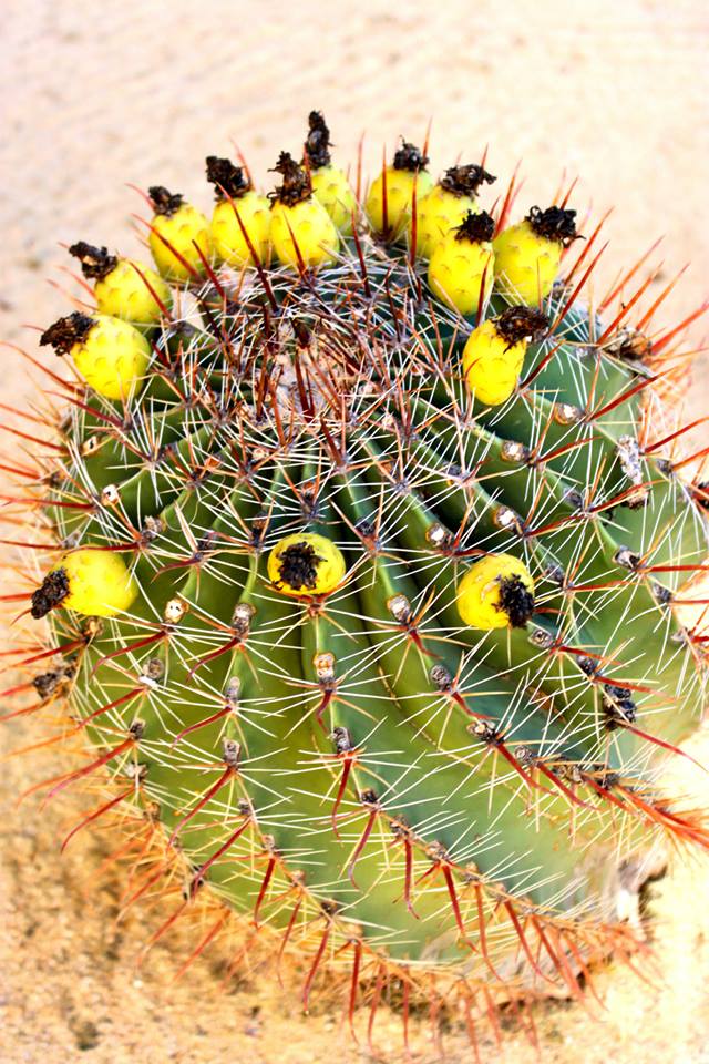 Espinas para la introversión