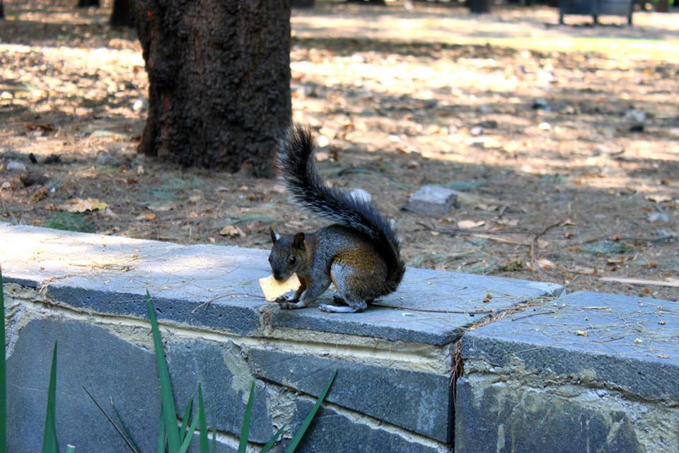 mendrugo_Miguel_Angel_Cristiani