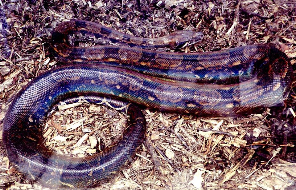 el_reposo_de_la_nauyaca_Mario Jesús Gaspar