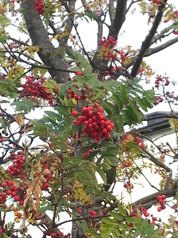 bayas en el otoño sueco_ninfa_estrada_orozco
