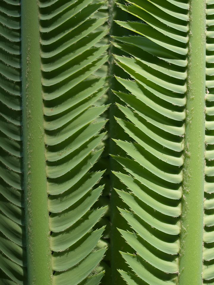 Textura en verde_Ricardo_Luna_Aburto