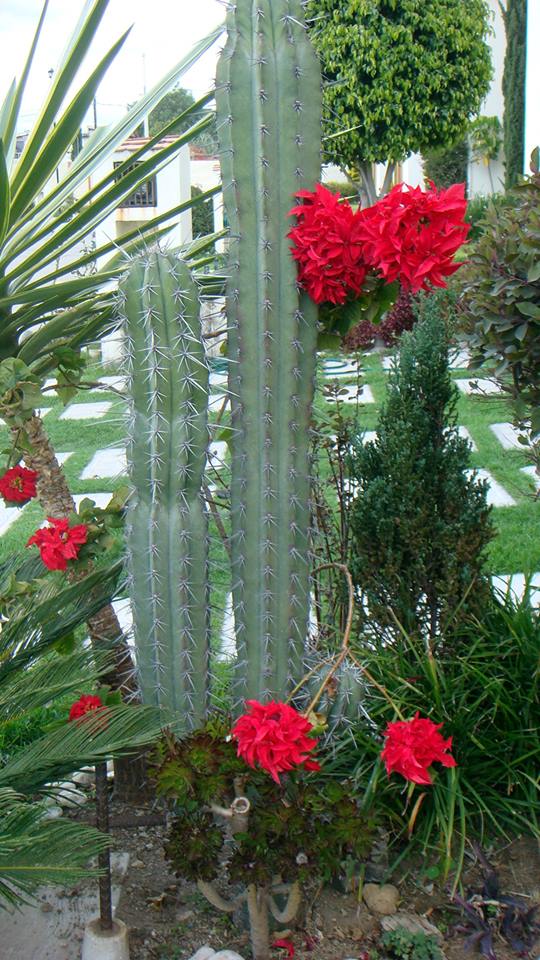 cactus de navidad