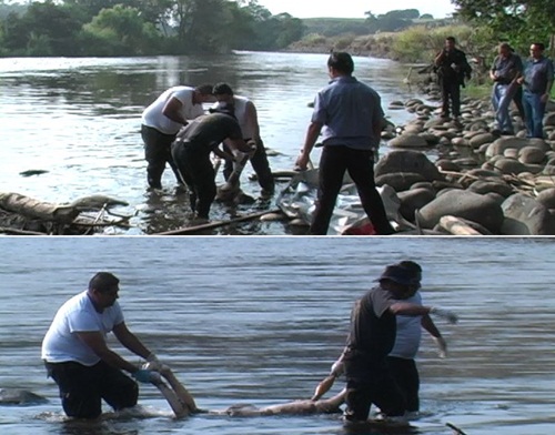 cadaverenel Rio Blanco