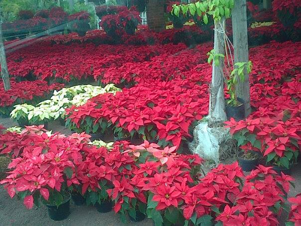 La invasión_Claudia Bautista_Luna