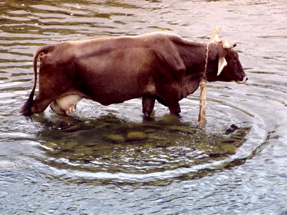 Vaca Acuática_Mario Jesús Gaspar Cobarrubias