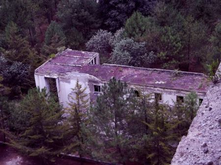 arboledayazote_normaldeperote