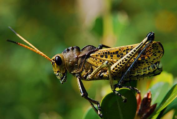 El grillo en verdor_Bulmaro Bazaldúa Baldo