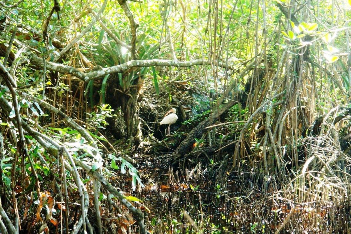 explosión en verde_Jorge_Antonio_Saucedo_Almazán