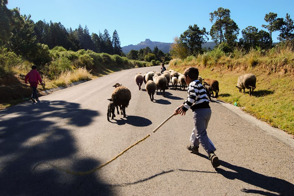 pastorcillo_del_siglo_XXI_BulmaroZabalduaBaldo