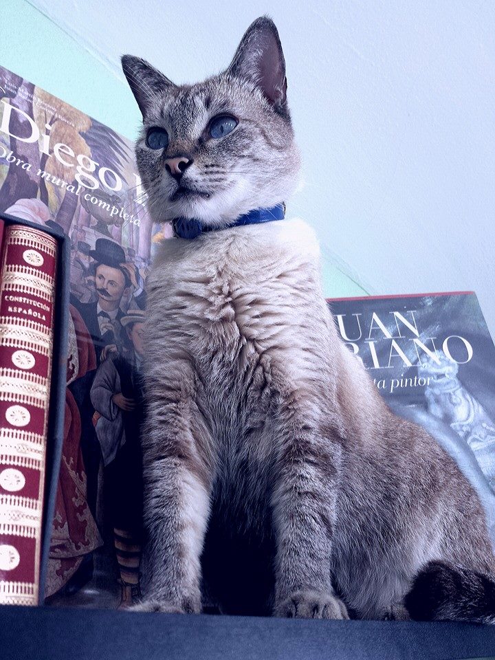 el verdadero gato culto_ Jorge Alberto Gonzalez