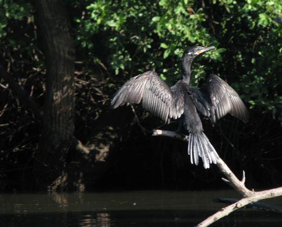 La transformación del cisne_Fabiola_Fuentes_Chavarria