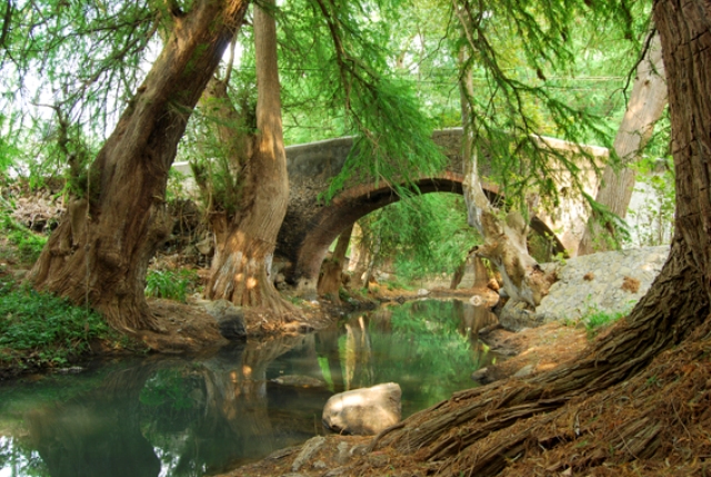 estanque_y_ahuehuetes_Bulmaro_Bazaldúa_Baldo