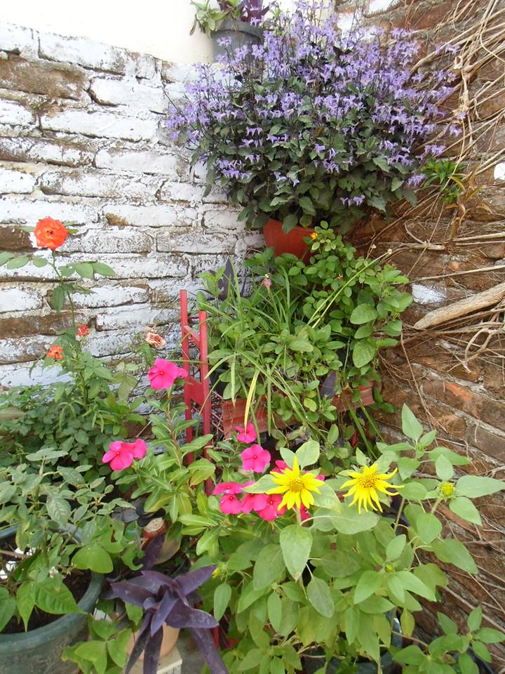 La_esquina_florida_Patricia_Eugenia_Gomez