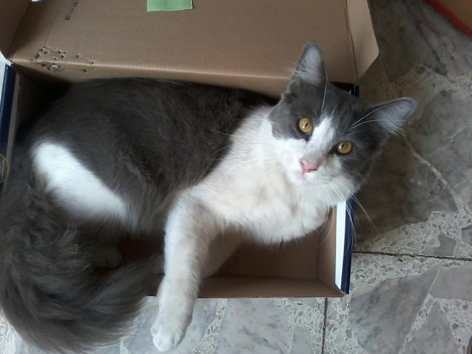 Naevio_FAbiola_Fuentes_Chavarría