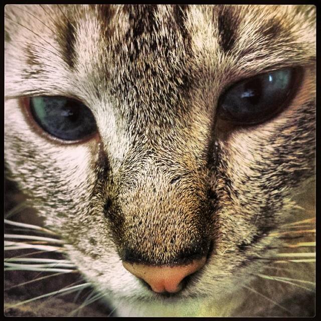 Siete Vidas_Jorge_Alberto_Gonzalez