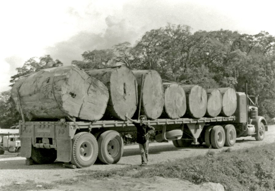 Ceibas insepultas_Bulmaro_Bazaldua_Baldo