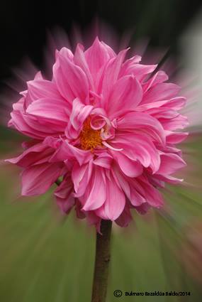 El_color_del_jardín_Bulmaro_Bazaldúa_Baldo