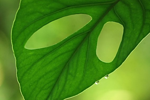 Rostro_del_Jardín__Bulmaro_Bazaldua_Baldo