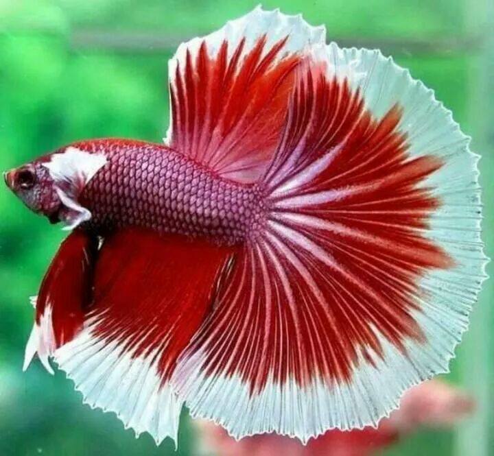 apasionada_Patricia_Aguirre