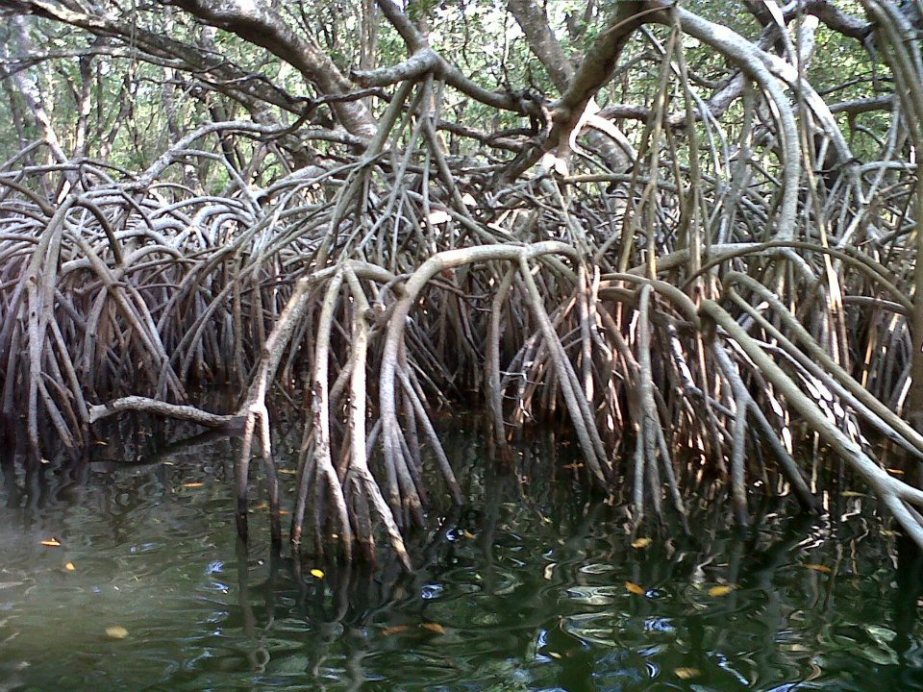 lamento_de_manglares_Claudia_Bautista_Luna