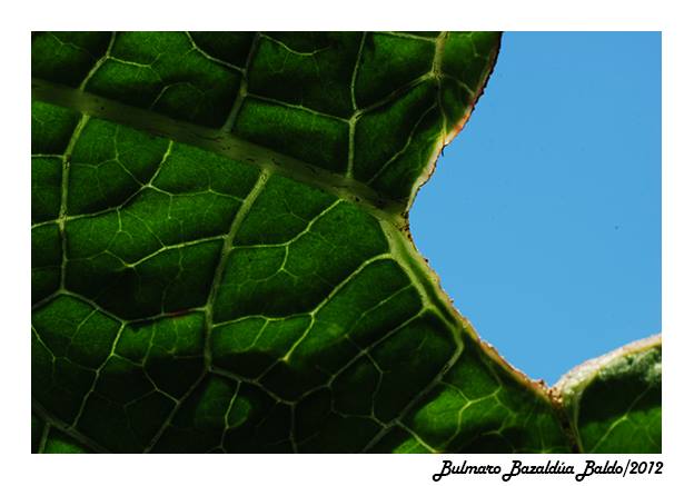 Planta íntima_Bulmaro_Bazaldúa_Baldo