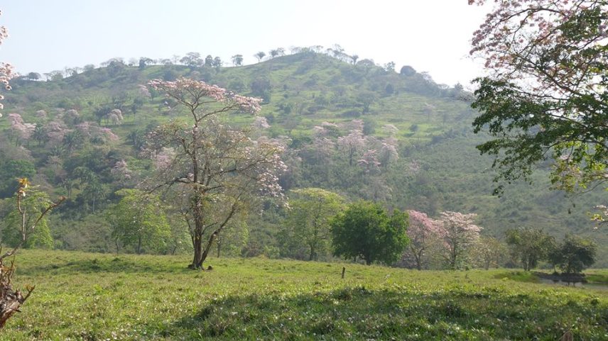 Donde los robles aguardan