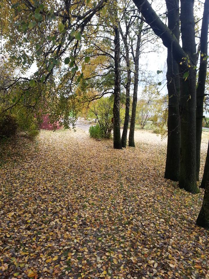 otoño escandinavo_Ninfa_Estrada_Orozco