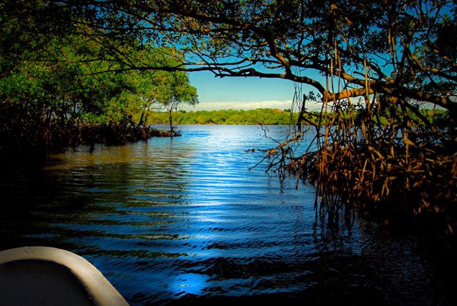 Atisbo de Manglar_Bulmaro_Bazaldúa_Baldo