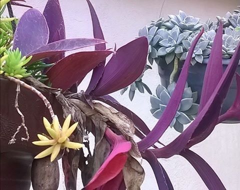 Siete_colores_Rodolfo_Calderón_Vivar