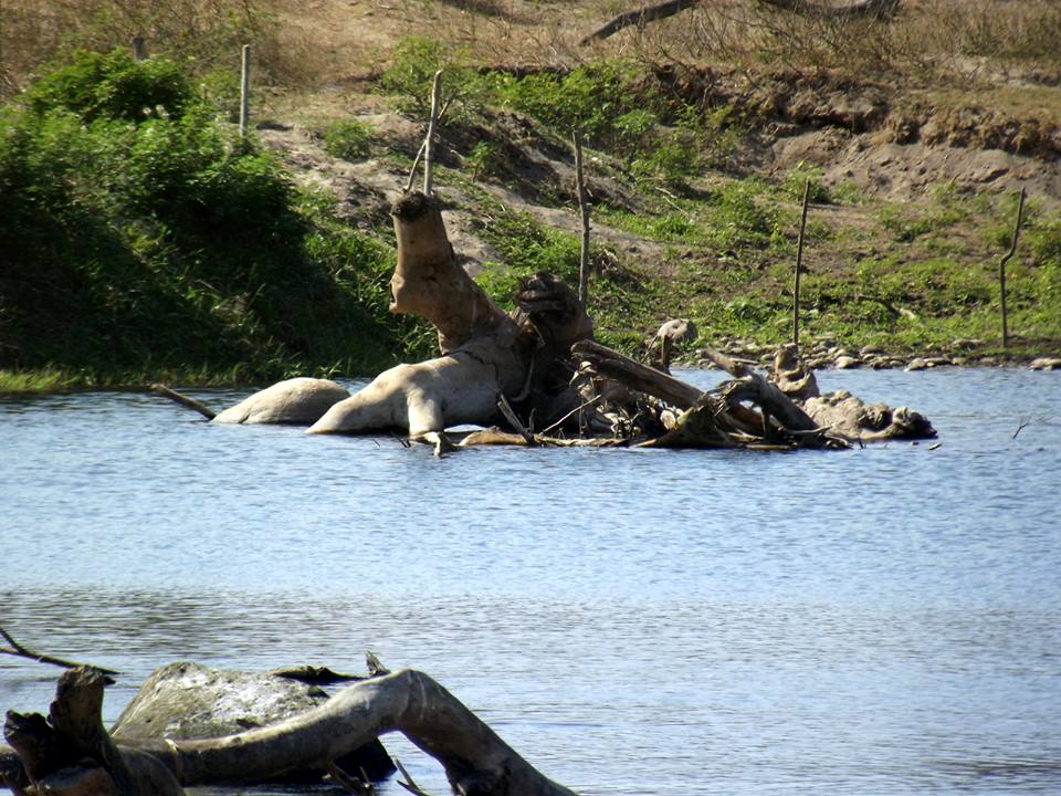 creaturas_de_la_laguna_Mario Jesús Gaspar Cobarrubias