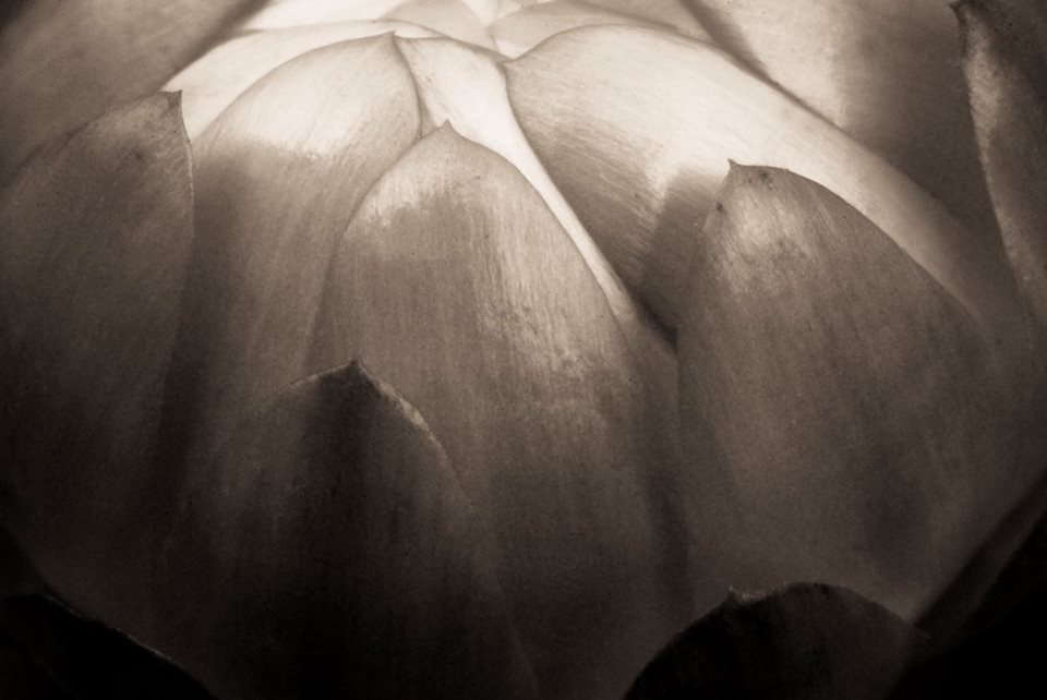 Florece_la_luz_Bulmaro_Bazaldúa_Baldo