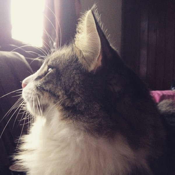 Gato en resplandor_Fabiola_Chavarría_Fuentes