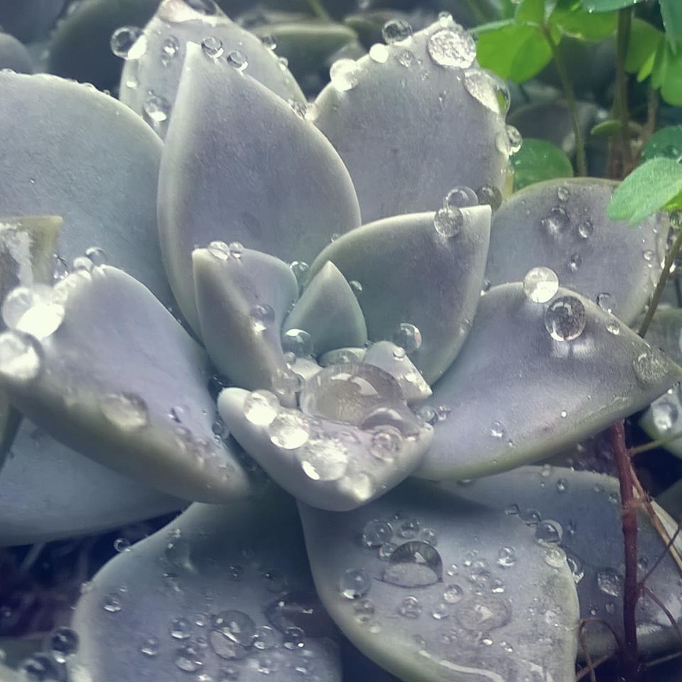 Invasión de invierno_Rodolfo_Calderón_Vivar