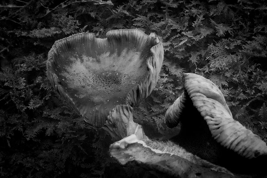 hongos_para_el_camino_Bulmaro_Bazaldúa_Baldo