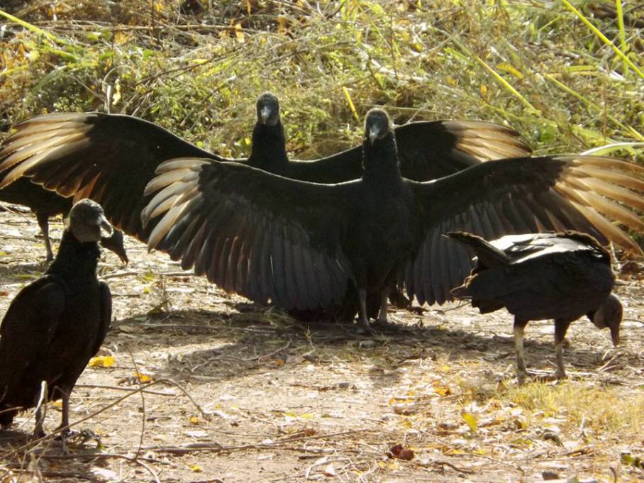 Mensajeros de la muerte