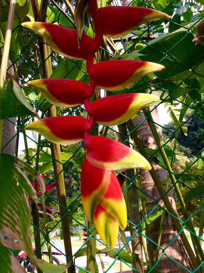 Fuego silvestre_Miguel_Angel_Cristiani