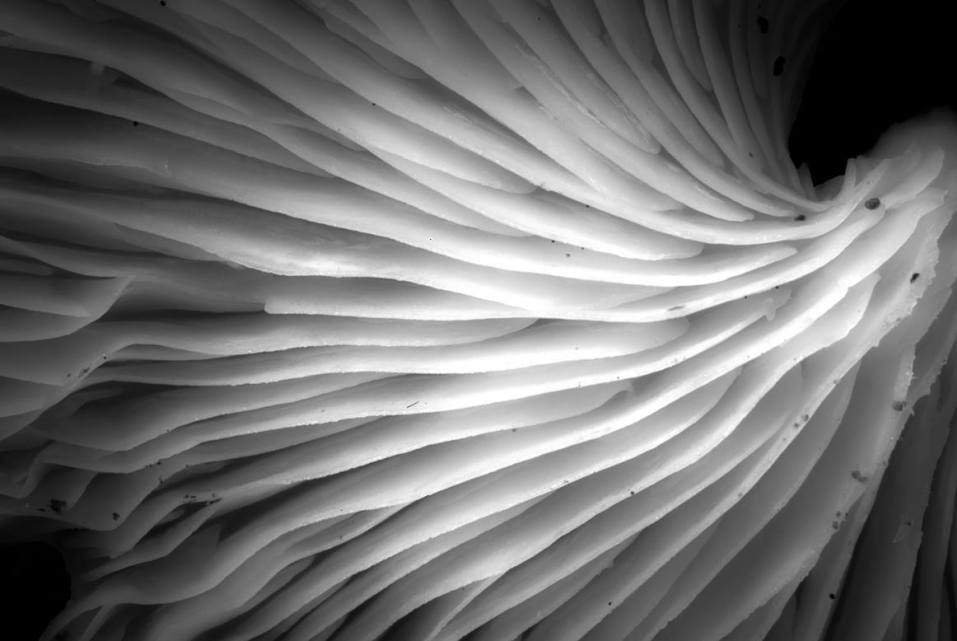 Naturaleza Abstracta