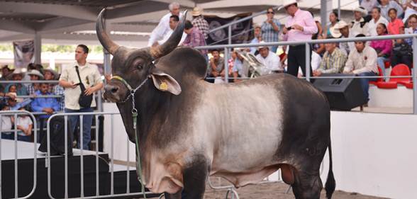 buey