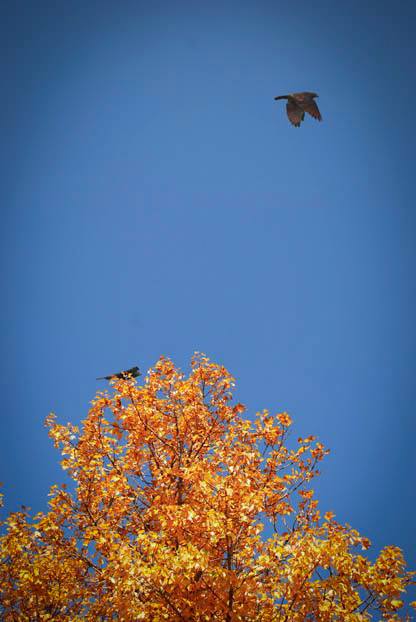 Ave del solsticio de verano_Bulmaro_Bazaldúa_Baldo