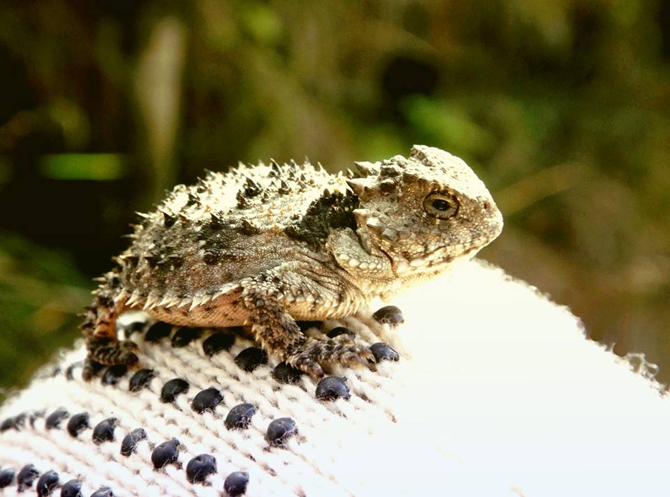 Falso camaleón_Mario_Jesús_Gaspar_Cobarrubias