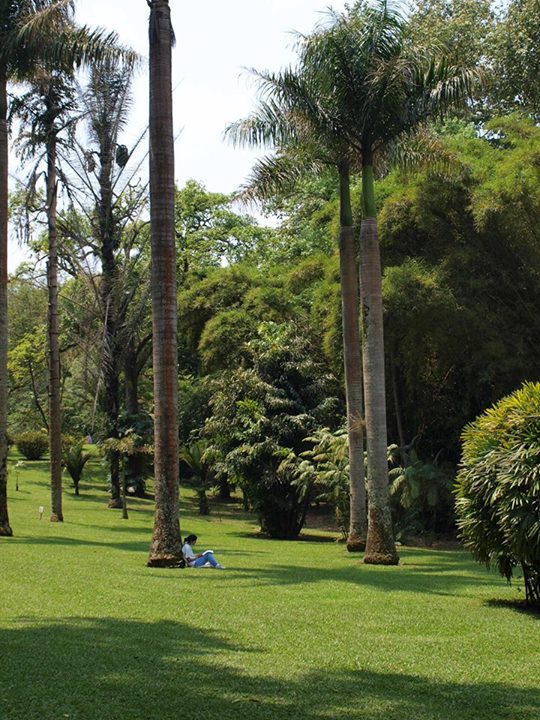 Bajo_arbor_el_conocimiento_Ricardo_Luna_Aburto