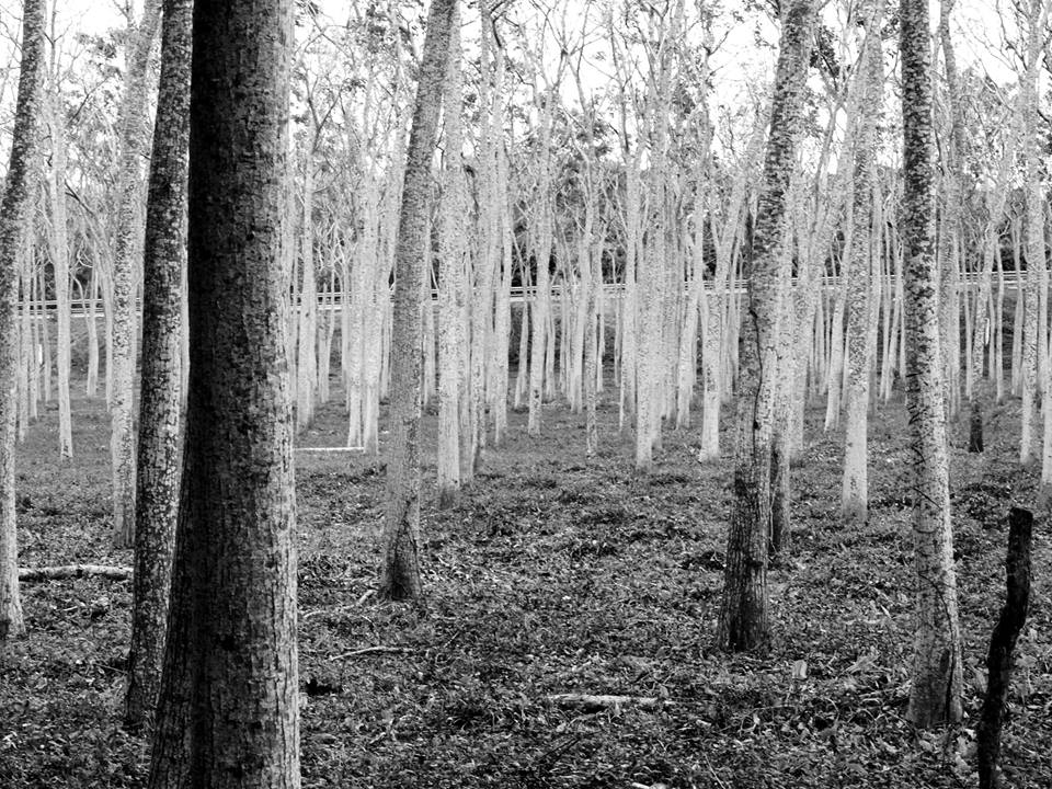 Bosque_fantasma_Ricardo_Luna_Aburto